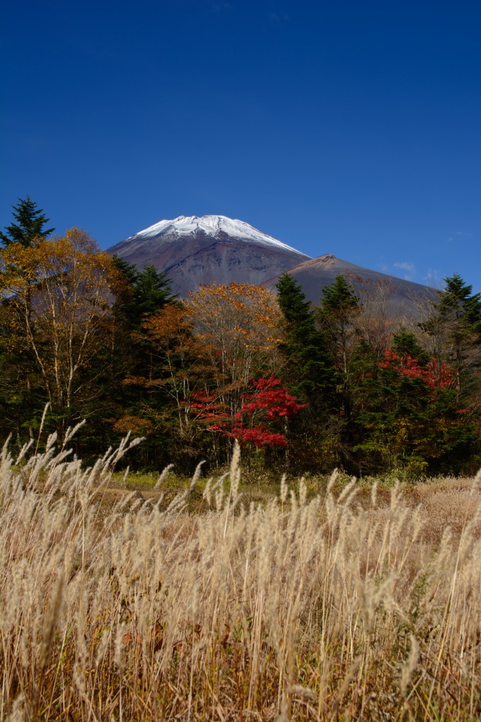 スカイラインの富士山と紅葉