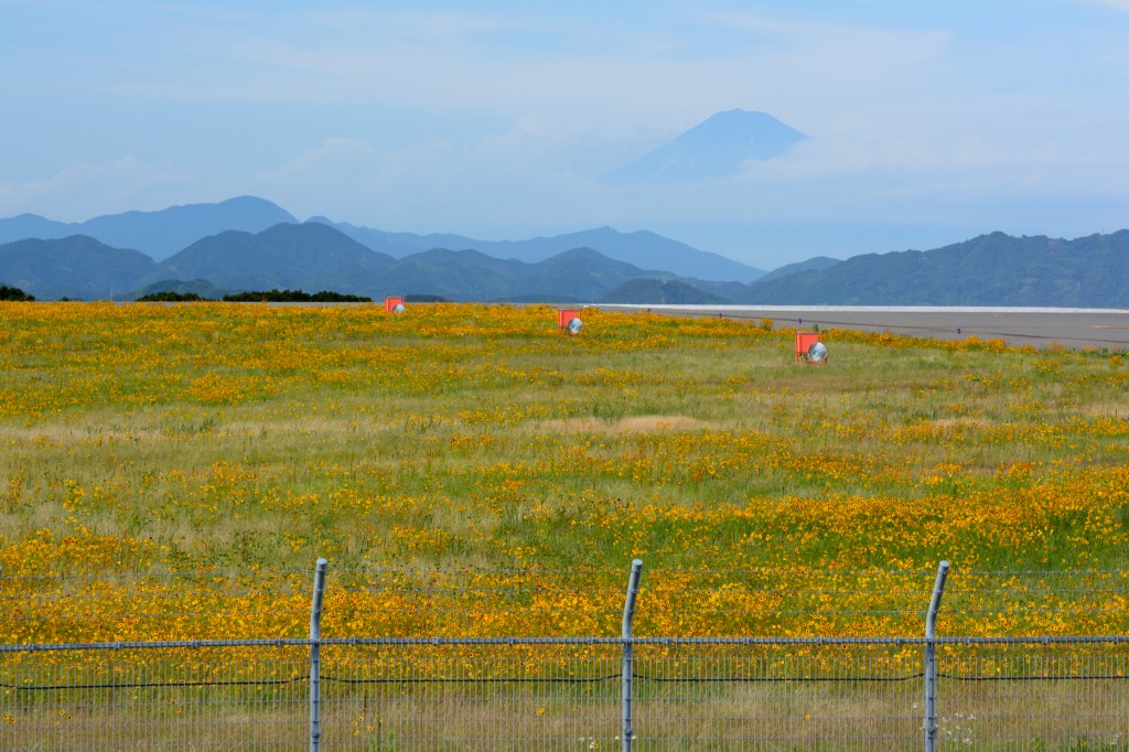 富士山と黄色い花