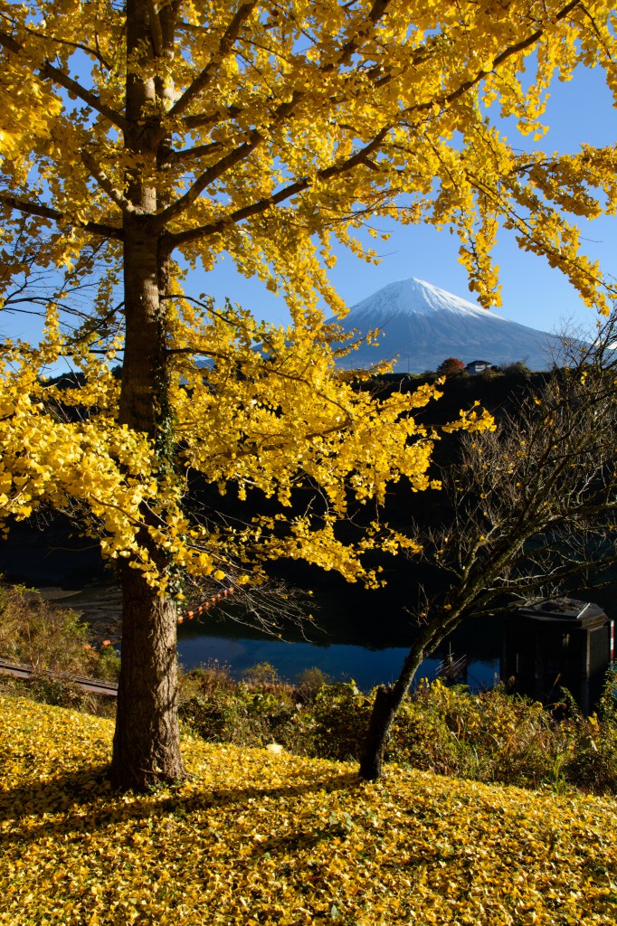 富士山とイチョウの木