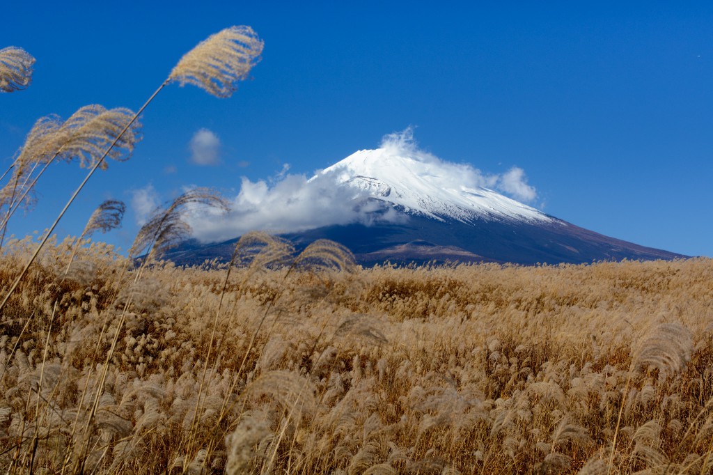 ススキ野原の富士山
