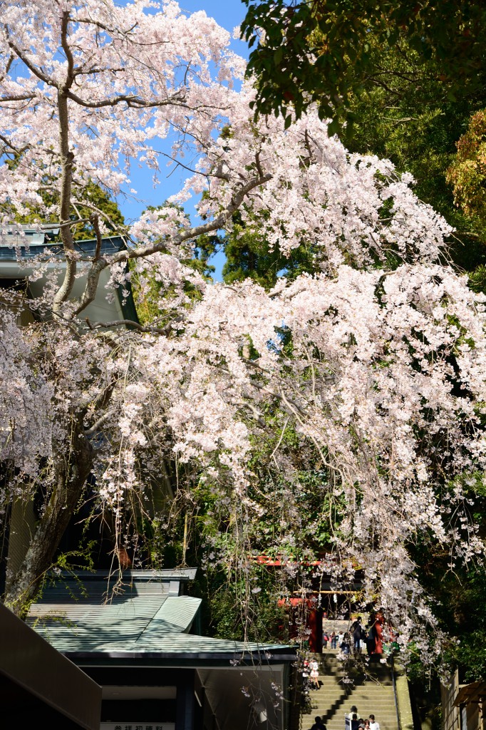 楼門（ろうもん）前の桜