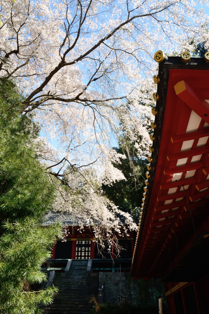 神楽殿と桜の奥に神庫が見える
