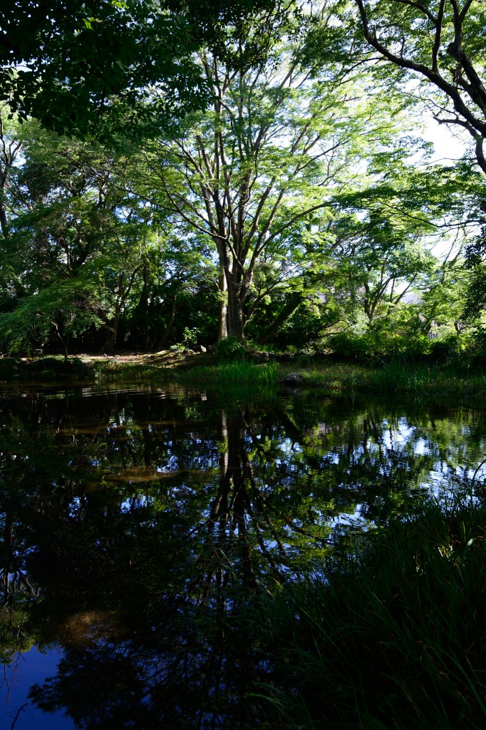 楽寿園の池と木